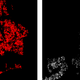 Image for article titled Every Tree in New York City, Mapped By Species